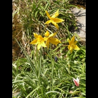 Carlina Acanthifolia (ss-esp. Cynara) (fam. Composees) (Europe) (10)